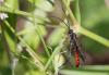 294776 – Photo : Marc Solari – France (68)